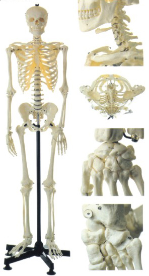 人体骨骼模型