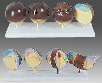 蛙胚胎发育模型