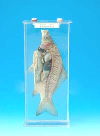 鱼解剖浸制标本
