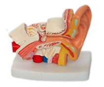 耳解剖模型